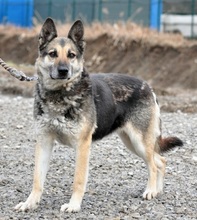 MANDY, Hund, Deutscher Schäferhund-Mix in Slowakische Republik - Bild 7