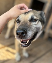 MANDY, Hund, Deutscher Schäferhund-Mix in Slowakische Republik - Bild 8