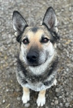 MANDY, Hund, Deutscher Schäferhund-Mix in Slowakische Republik - Bild 9