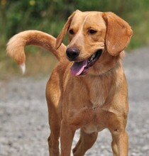 MAJKL, Hund, Mischlingshund in Slowakische Republik - Bild 10