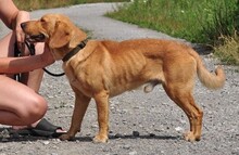 MAJKL, Hund, Mischlingshund in Slowakische Republik - Bild 2