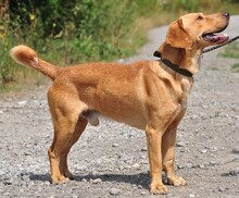 MAJKL, Hund, Mischlingshund in Slowakische Republik - Bild 3