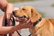 MAJKL, Hund, Mischlingshund in Slowakische Republik - Bild 5