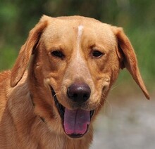 MAJKL, Hund, Mischlingshund in Slowakische Republik - Bild 6