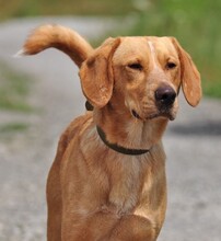 MAJKL, Hund, Mischlingshund in Slowakische Republik - Bild 8