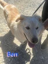 BEN, Hund, Golden Retriever in Griechenland - Bild 2