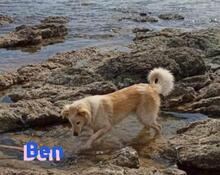 BEN, Hund, Golden Retriever in Griechenland - Bild 3