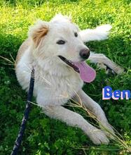 BEN, Hund, Golden Retriever in Griechenland - Bild 4