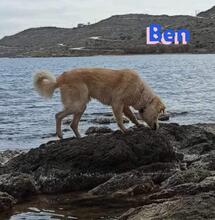 BEN, Hund, Golden Retriever in Griechenland - Bild 6