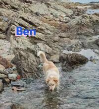 BEN, Hund, Golden Retriever in Griechenland - Bild 7