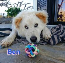 BEN, Hund, Golden Retriever in Griechenland - Bild 8