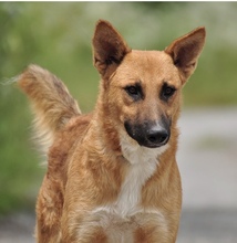 BARK, Hund, Mischlingshund in Slowakische Republik - Bild 10