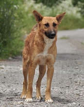 BARK, Hund, Mischlingshund in Slowakische Republik - Bild 11