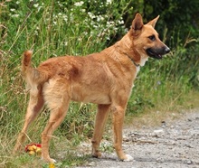 BARK, Hund, Mischlingshund in Slowakische Republik - Bild 3