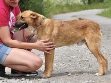 BARK, Hund, Mischlingshund in Slowakische Republik - Bild 4