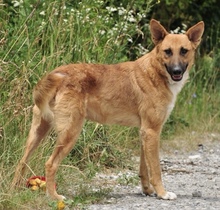 BARK, Hund, Mischlingshund in Slowakische Republik - Bild 5