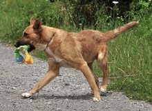 BARK, Hund, Mischlingshund in Slowakische Republik - Bild 6