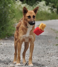 BARK, Hund, Mischlingshund in Slowakische Republik - Bild 7