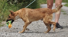 BARK, Hund, Mischlingshund in Slowakische Republik - Bild 8