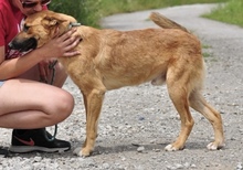 BARK, Hund, Mischlingshund in Slowakische Republik - Bild 9