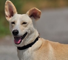 TRUDY, Hund, Mischlingshund in Slowakische Republik - Bild 1