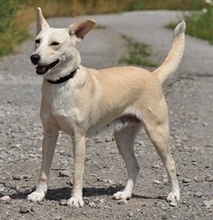 TRUDY, Hund, Mischlingshund in Slowakische Republik - Bild 10