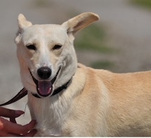 TRUDY, Hund, Mischlingshund in Slowakische Republik - Bild 2