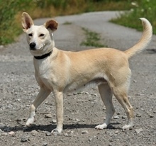 TRUDY, Hund, Mischlingshund in Slowakische Republik - Bild 3