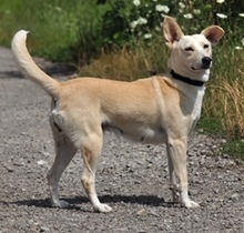 TRUDY, Hund, Mischlingshund in Slowakische Republik - Bild 4