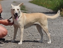 TRUDY, Hund, Mischlingshund in Slowakische Republik - Bild 5