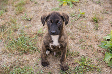 DANTE, Hund, Mischlingshund in Kroatien - Bild 1