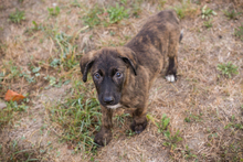 DANTE, Hund, Mischlingshund in Kroatien - Bild 2