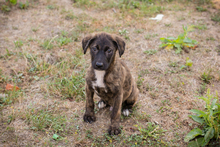 DANTE, Hund, Mischlingshund in Kroatien - Bild 3