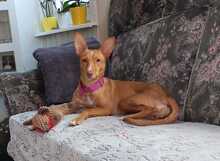 MALAIKA, Hund, Podenco-Mix in Peine - Bild 10