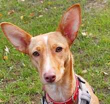 MALAIKA, Hund, Podenco-Mix in Peine - Bild 2