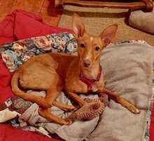 MALAIKA, Hund, Podenco-Mix in Peine - Bild 3