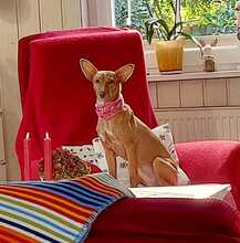 MALAIKA, Hund, Podenco-Mix in Peine - Bild 5