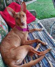 MALAIKA, Hund, Podenco-Mix in Peine - Bild 9