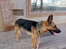 TOMMY, Hund, Deutscher Schäferhund in Spanien - Bild 2