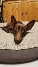 LINCOLN, Hund, Podenco Maneto in Horstmar - Bild 1