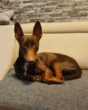 LINCOLN, Hund, Podenco Maneto in Horstmar - Bild 2