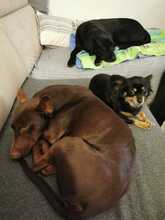 LINCOLN, Hund, Podenco Maneto in Horstmar - Bild 4