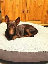 LINCOLN, Hund, Podenco Maneto in Horstmar - Bild 6