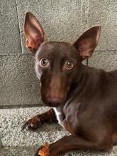 LINCOLN, Hund, Podenco Maneto in Horstmar - Bild 7