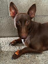 LINCOLN, Hund, Podenco Maneto in Horstmar - Bild 8