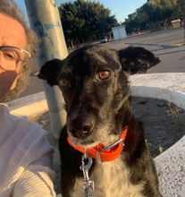 KIKO, Hund, Mischlingshund in Spanien - Bild 8