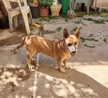 PASQUALINO, Hund, Mischlingshund in Italien - Bild 1