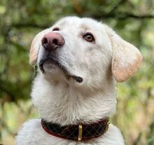 BUBIK, Hund, Labrador-Mix in Slowakische Republik - Bild 1