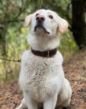 BUBIK, Hund, Labrador-Mix in Slowakische Republik - Bild 10