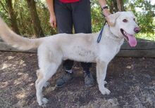 BUBIK, Hund, Labrador-Mix in Slowakische Republik - Bild 11